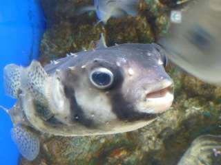 ゲスの極み乙女。川谷絵音が胸中を告白！「ベッキーはプロだな」