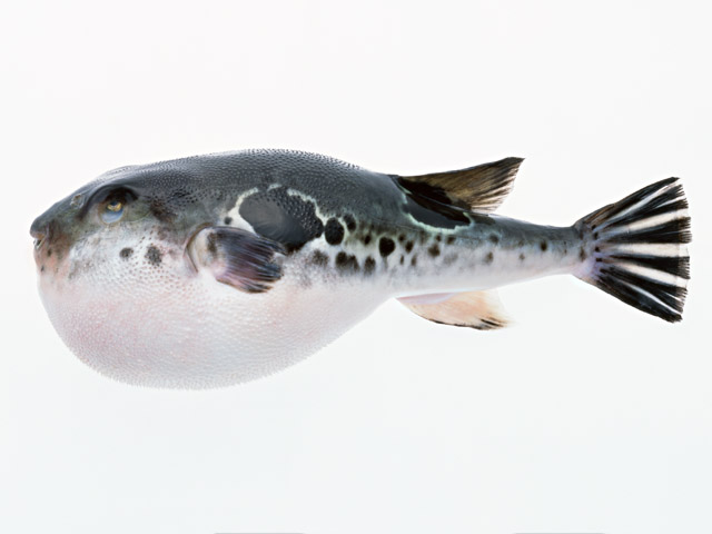 ゲスの極み乙女。川谷絵音が胸中を告白！「ベッキーはプロだな」