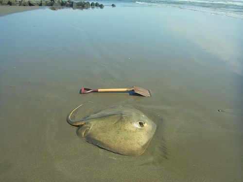 海水浴に必要な物