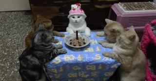 旦那の誕生日何かしてあげますか？