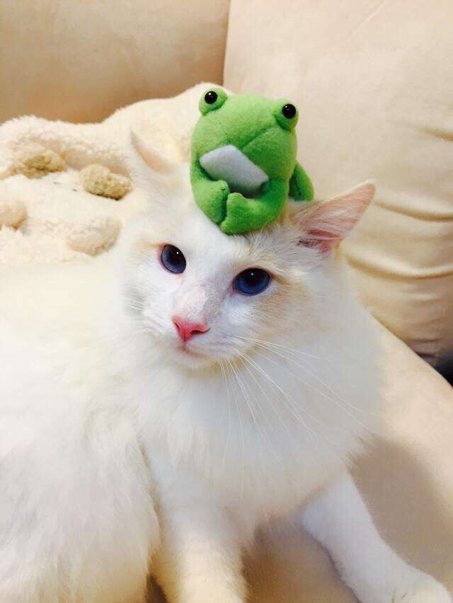カエルグッズの画像をください。
