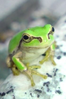 嫌われてるけど良く見ると可愛い物、人、動物