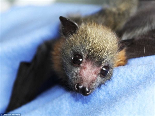 嫌われてるけど良く見ると可愛い物、人、動物