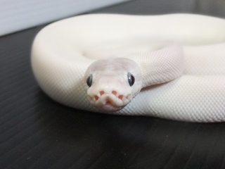 嫌われてるけど良く見ると可愛い物、人、動物