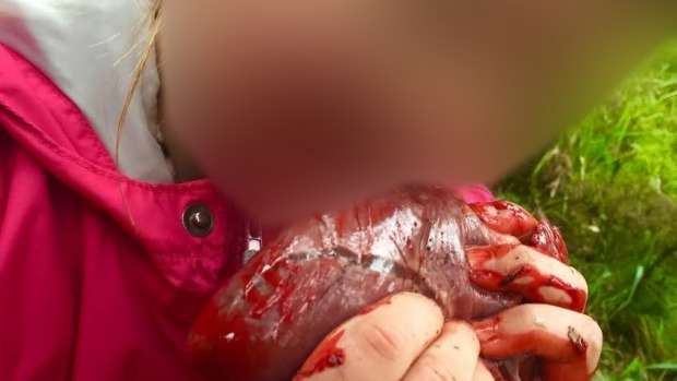 【閲覧注意】8歳の女の子、狩で仕留めた鹿の心臓を丸かじり!?その写真を父親がFacebookに投下し大炎上