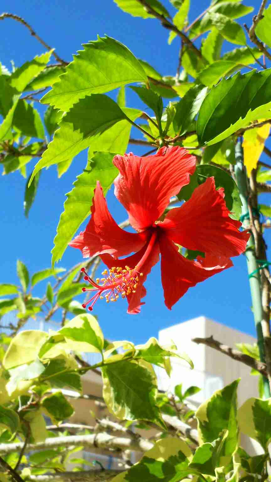 日本の夏らしい画像を貼るトピ