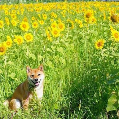 日本の夏らしい画像を貼るトピ
