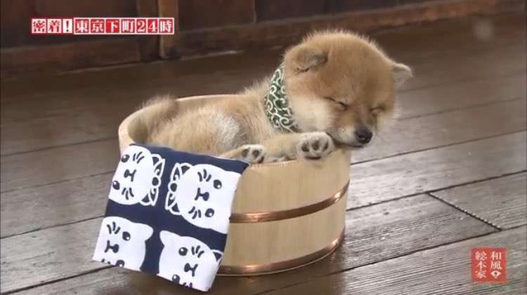 日本の夏らしい画像を貼るトピ