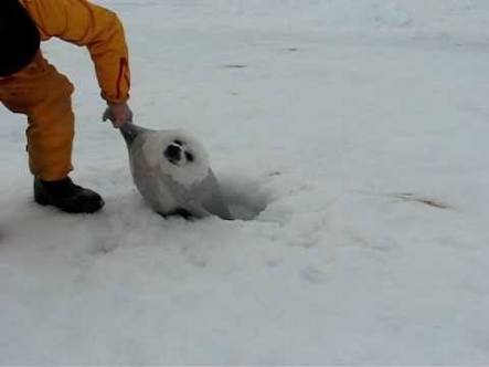 海遊館でダークサイドに堕ちたアザラシが目撃される