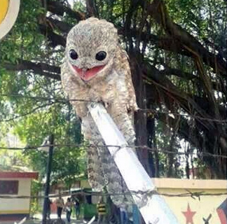 海遊館でダークサイドに堕ちたアザラシが目撃される