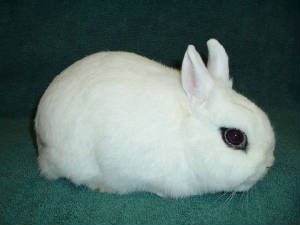 海遊館でダークサイドに堕ちたアザラシが目撃される