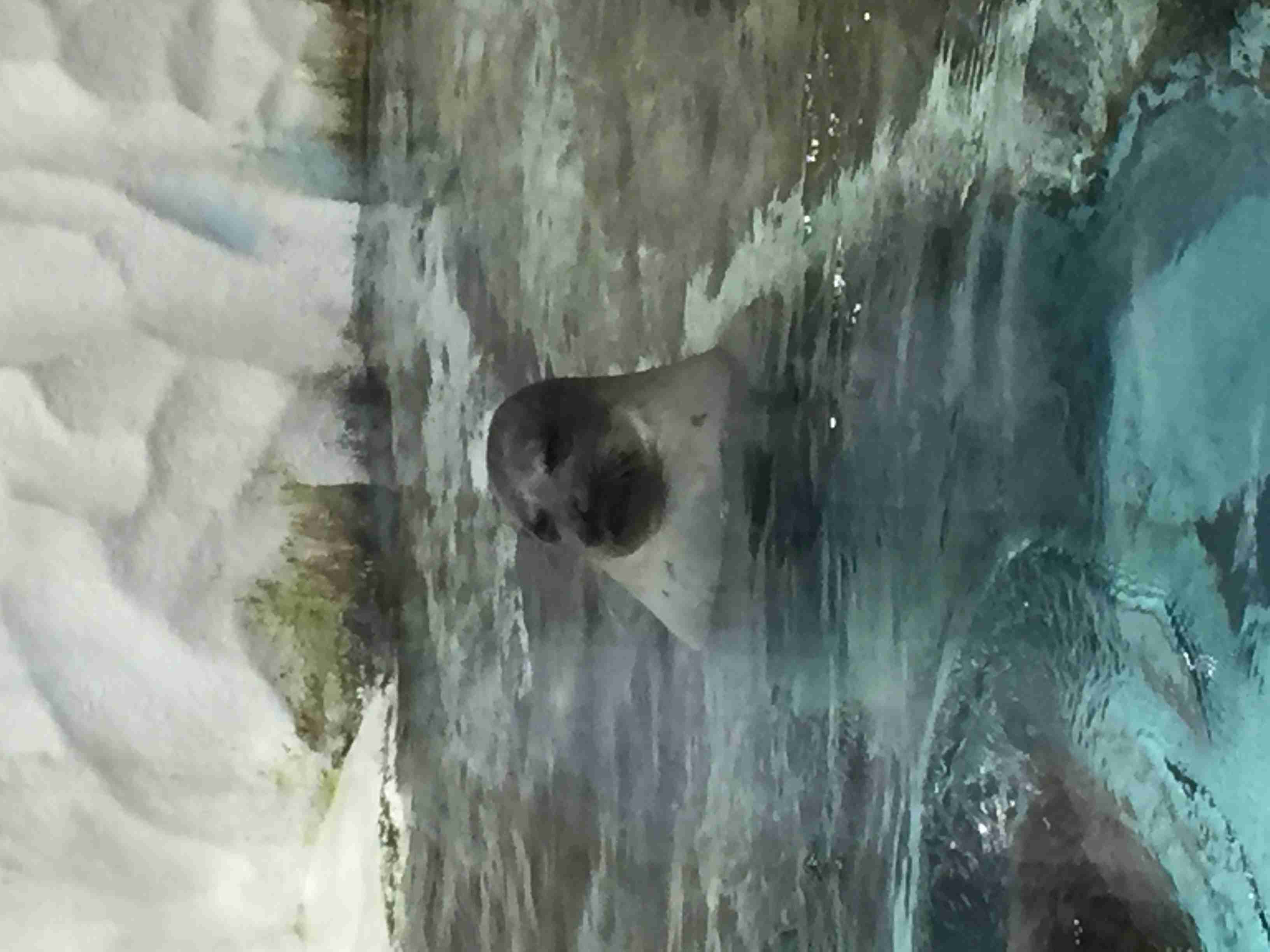海遊館でダークサイドに堕ちたアザラシが目撃される