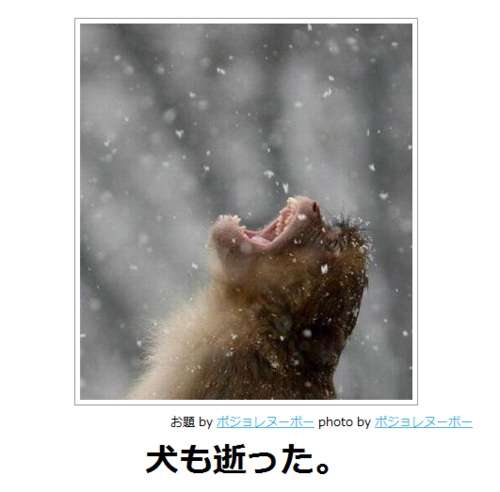海遊館でダークサイドに堕ちたアザラシが目撃される