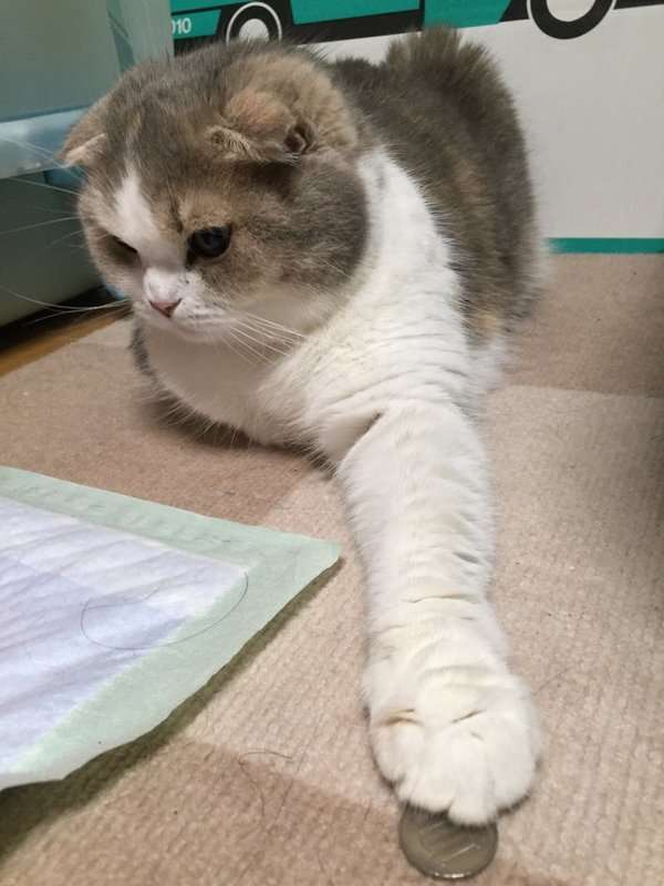 つなけてガルちゃんラブストーリーつくる