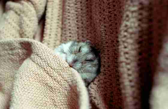 【画像】眠っている動物たち