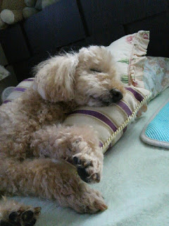 【画像】眠っている動物たち