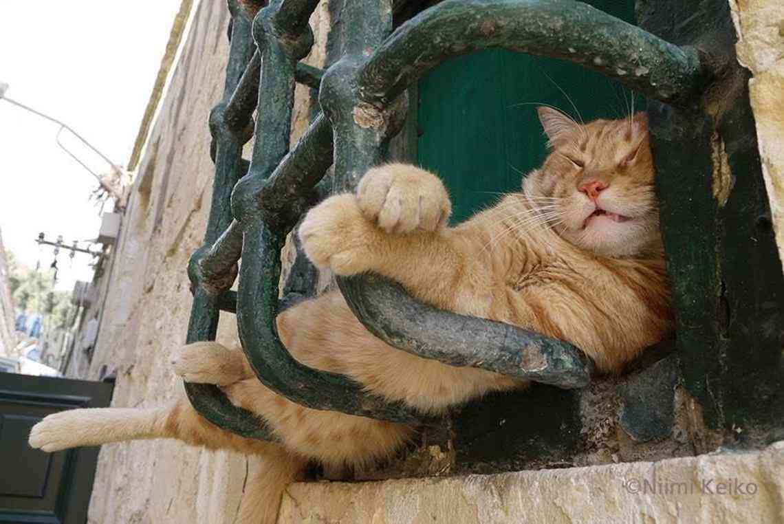 【画像】眠っている動物たち