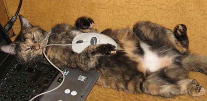 【画像】眠っている動物たち