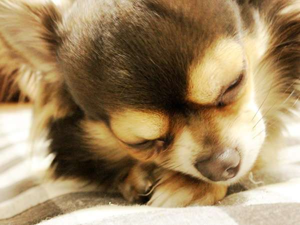 【画像】眠っている動物たち