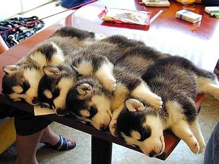 【画像】眠っている動物たち
