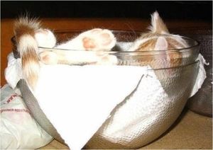 【画像】眠っている動物たち