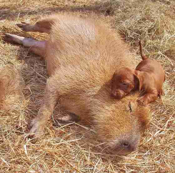 【画像】眠っている動物たち