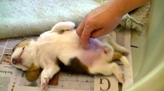 【画像】眠っている動物たち