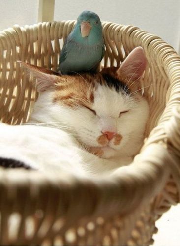 【画像】眠っている動物たち