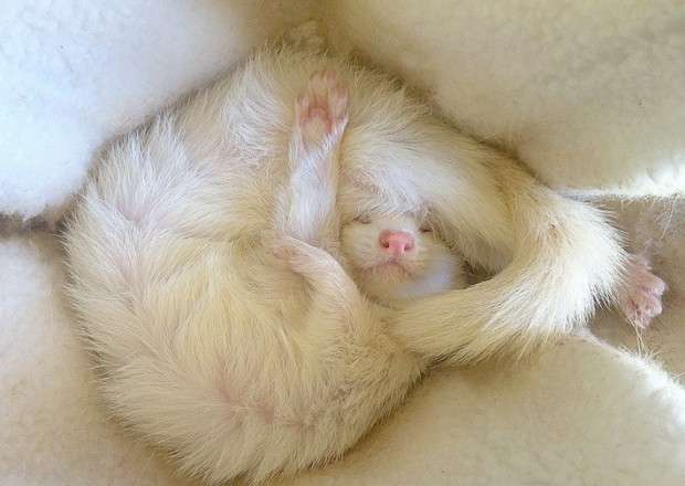 【画像】眠っている動物たち