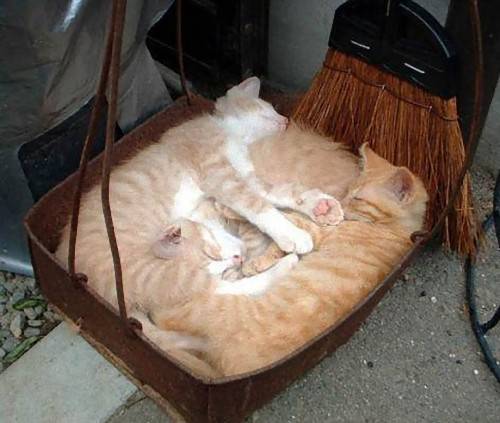 【画像】眠っている動物たち