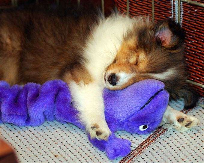 【画像】眠っている動物たち