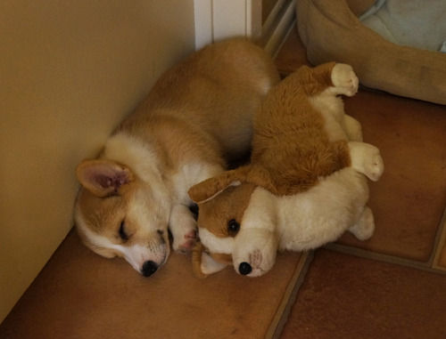 【画像】眠っている動物たち