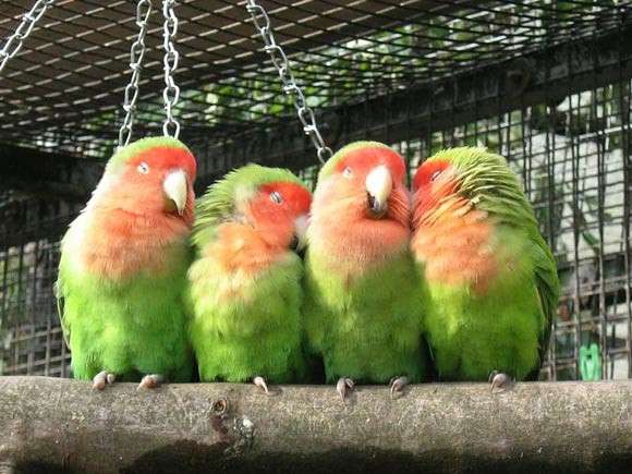 【画像】眠っている動物たち