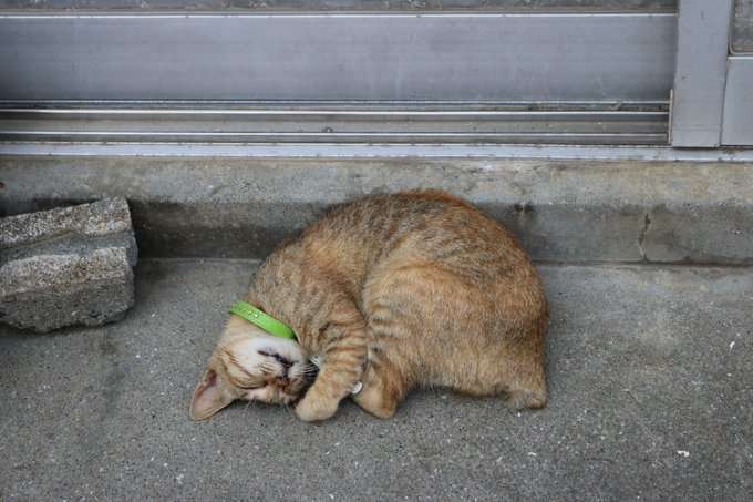 【画像】眠っている動物たち