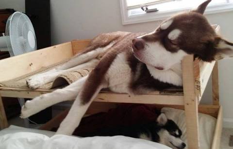 【画像】眠っている動物たち