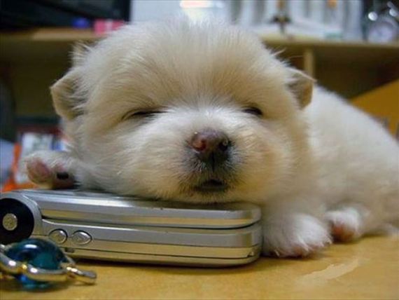 【画像】眠っている動物たち