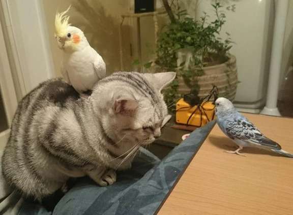 【画像】眠っている動物たち