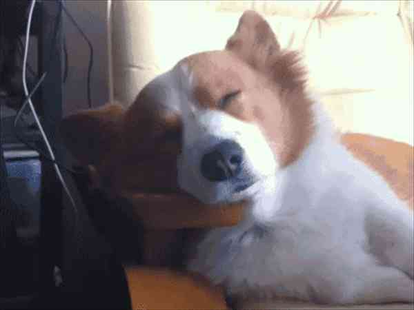 【画像】眠っている動物たち