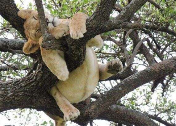 【画像】眠っている動物たち