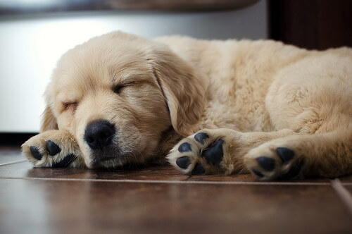 【画像】眠っている動物たち