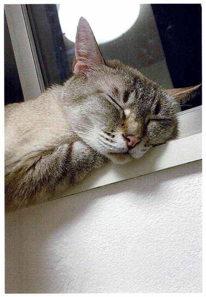 【画像】眠っている動物たち