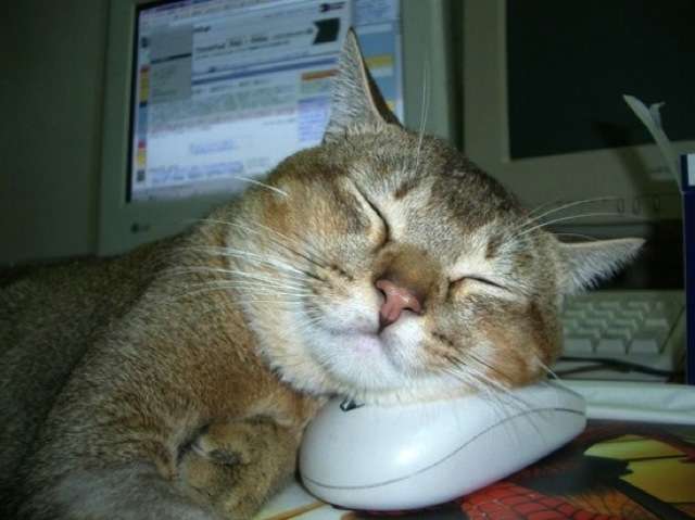 【画像】眠っている動物たち