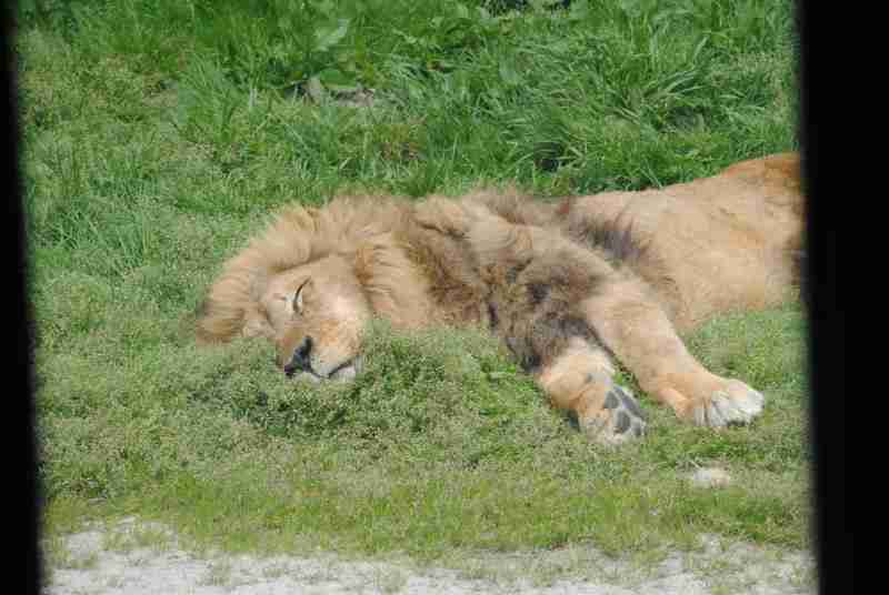 【画像】眠っている動物たち