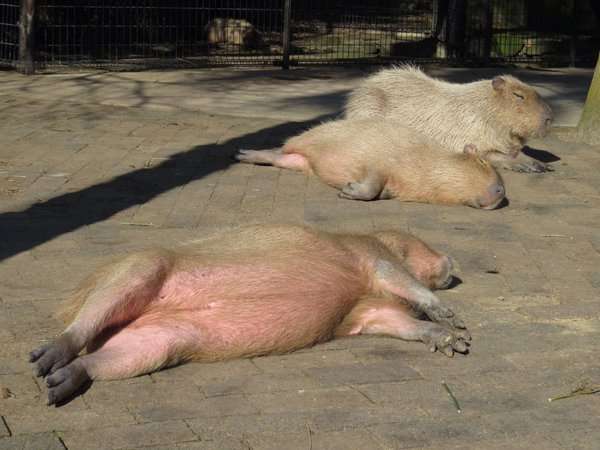 【画像】眠っている動物たち