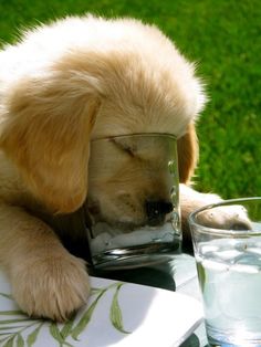 【画像】眠っている動物たち