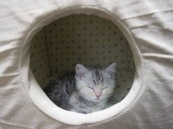 【画像】眠っている動物たち