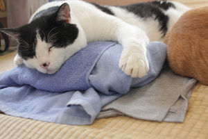 【画像】眠っている動物たち
