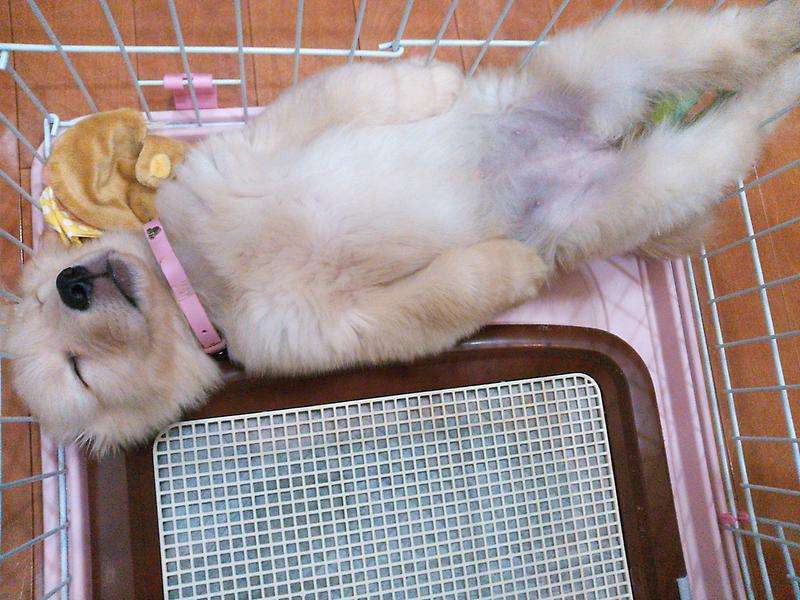 【画像】眠っている動物たち
