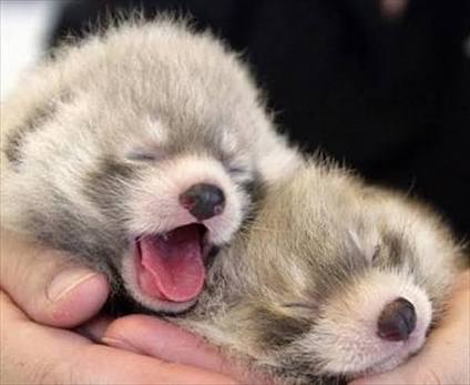 【画像】眠っている動物たち