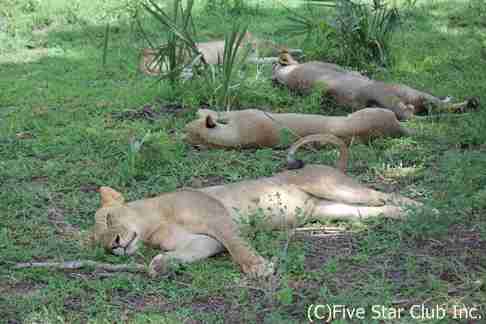 【画像】眠っている動物たち